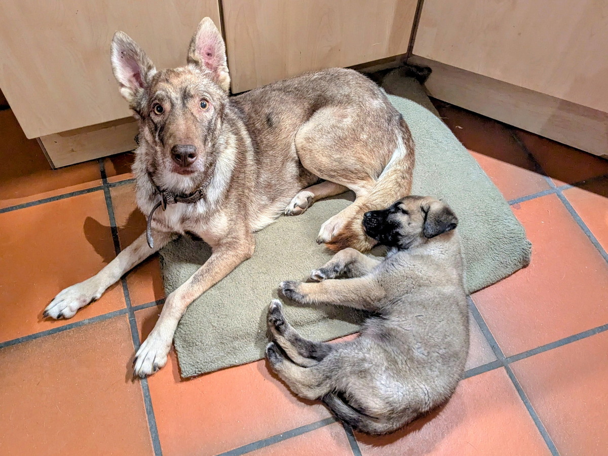 2024-12-09_07-58-34_sivo