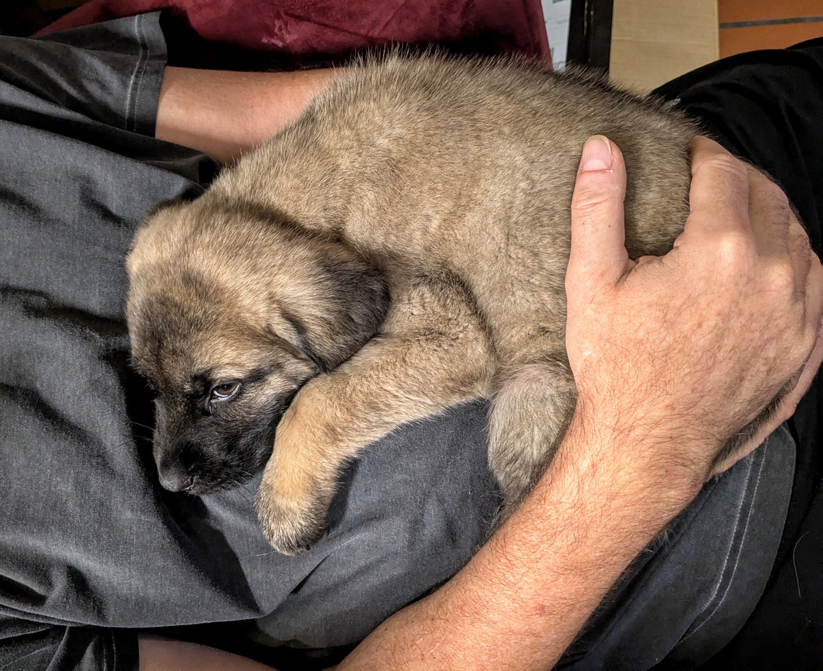 2024-12-09_08-16-46_sivo