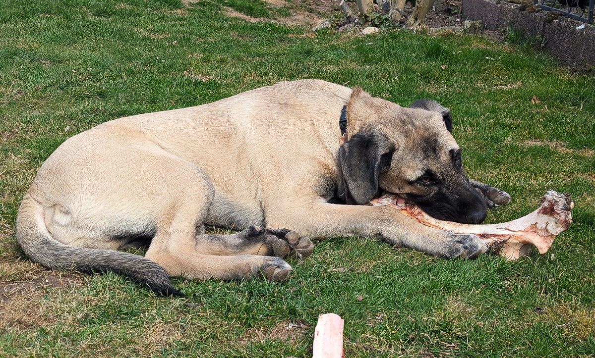 2025-03-23_12-22-05_sivo