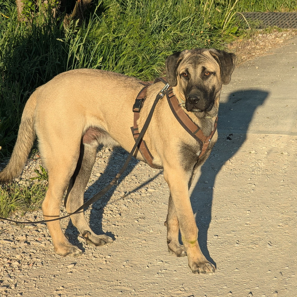 2025-05-15_19-35-51_sivo