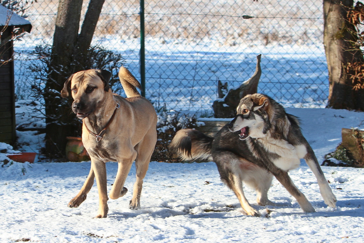 2026-01-02_11-14-38_sivo