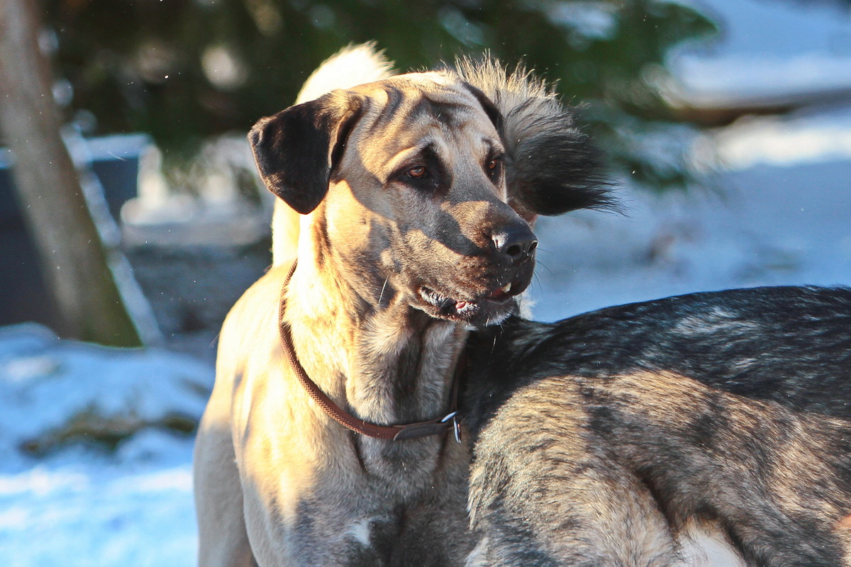 2026-01-02_11-14-50_sivo