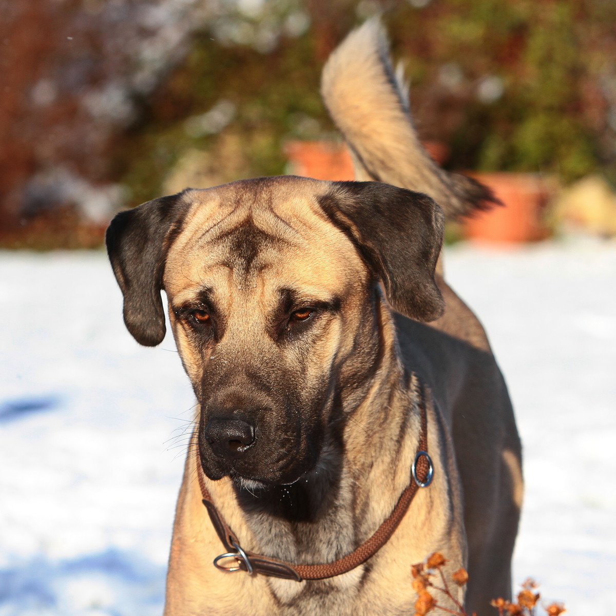 2026-01-02_11-16-46_sivo